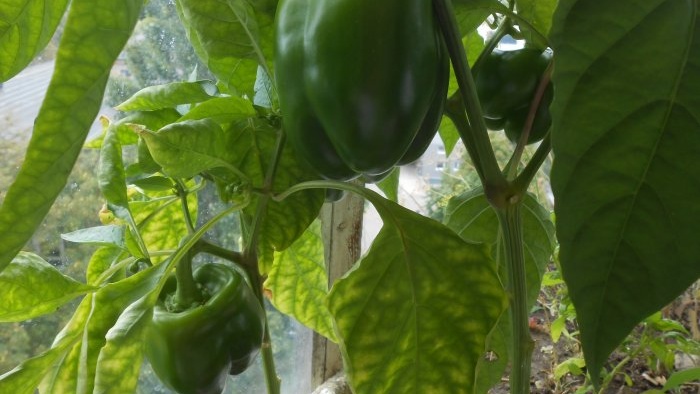 Bezplatné hnojivo, ktoré zvýši úrodu paradajok, papriky a uhoriek