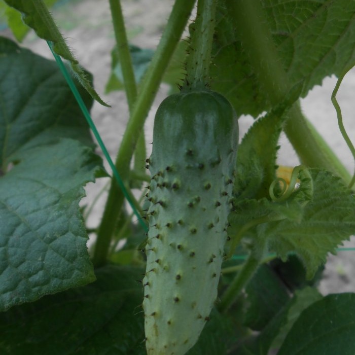 Fertilizante gratuito que aumentará el rendimiento de tomates, pimientos y pepinos.