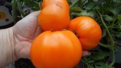 التغذية الورقية للطماطم بحمض البوريك لزيادة إنتاجية المحصول