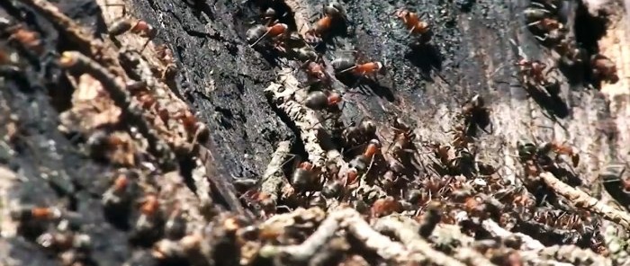 Een methode die uw tuin voor altijd van mieren verlost