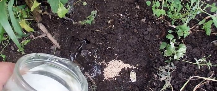 Itin paprastu būdu skruzdėles iš šiltnamio išvarome per 5 minutes