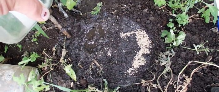 Scacciamo le formiche dalla serra in 5 minuti con un metodo estremamente semplice
