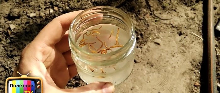 Hvordan bli kvitt wireworms for alltid, enkelt og uten kjemikalier