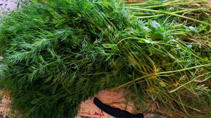 Collecting and drying dill in natural conditions