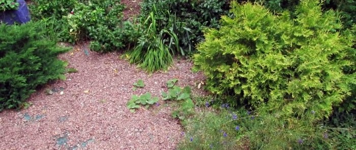 Cómo deshacerse de las malas hierbas en un macizo de flores con 50 años de garantía