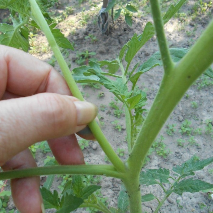 Yaz ortasında domateslerin basit bir şekilde önlenmesi geç yanıklıktan kurtulacaktır