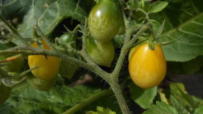 الوقاية البسيطة من الطماطم في منتصف الصيف سوف تتخلص من اللفحة المتأخرة
