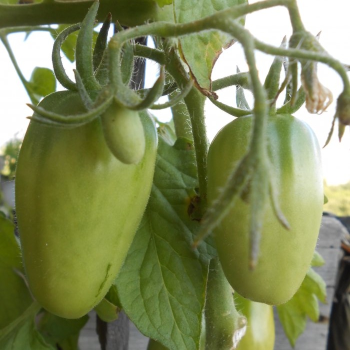 Eenvoudige preventie van tomaten midden in de zomer zal de Phytophthora verwijderen