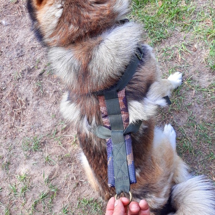Comment fabriquer un harnais pour chien de vos propres mains