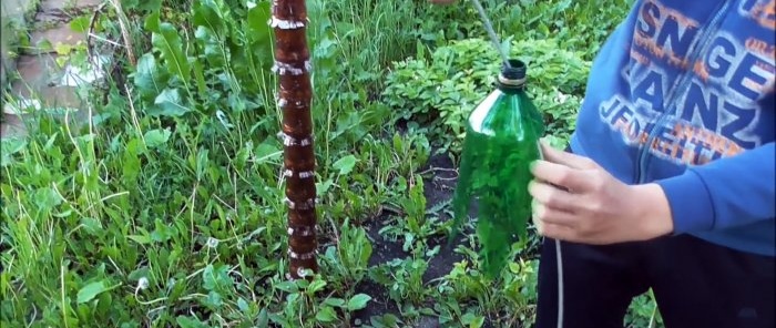 Hur man gör en vacker palm för trädgården från PET-flaskor