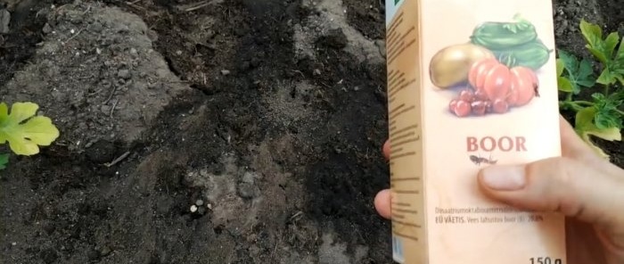 Um tratamento único usando este método eliminará as formigas para sempre