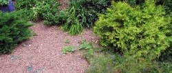 How to get rid of weeds in a flower bed with a 50-year guarantee