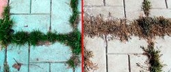 A cheap product will 100% get rid of grass between the tiles