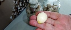 After a year of storage, garlic is like fresh, the best way to preserve the harvest