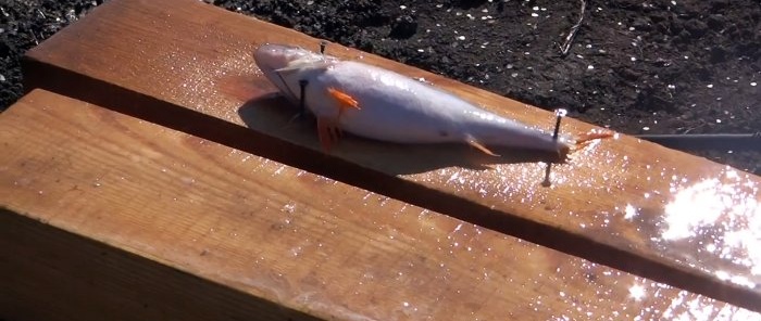 Hogyan tisztítsunk meg egy vödör halat 15 perc alatt