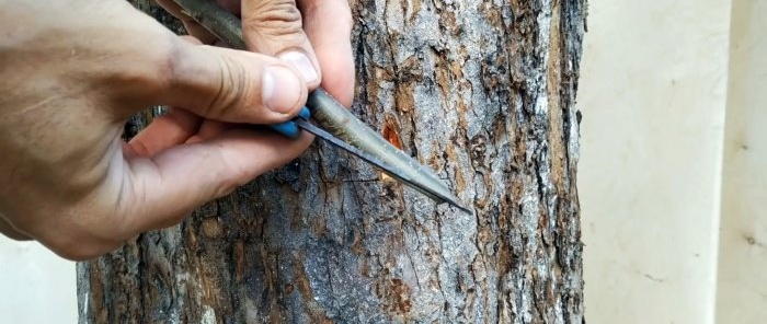 Come fare un innesto estivo sul tronco di un vecchio albero