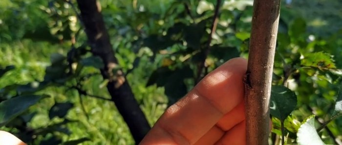 Hvordan lage en sommerpode på stammen til et gammelt tre