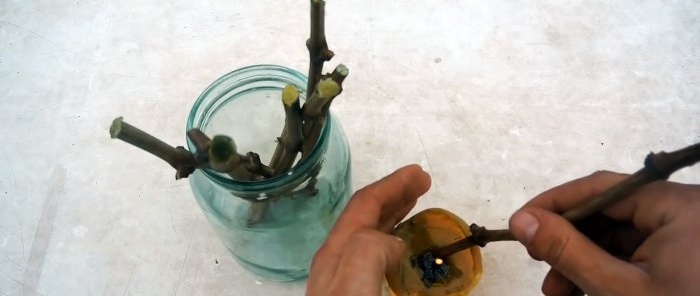 100 formas de germinar esquejes de uva Yo siempre hago esto