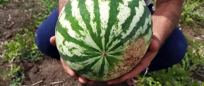 Hvordan velge den perfekte vannmelonen 100 % - råd fra en agronom som kan sin virksomhet