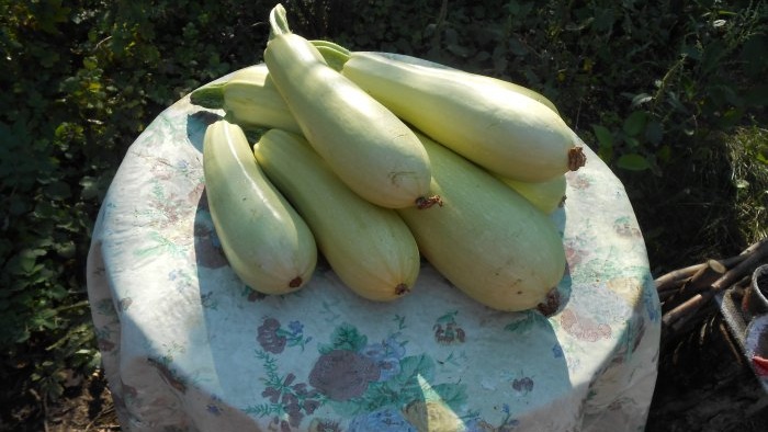 Drei Gründe für den Rückgang der Zucchini-Erträge