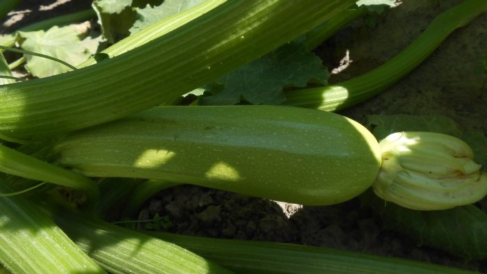 Tre orsaker till nedgången i skörden av zucchini