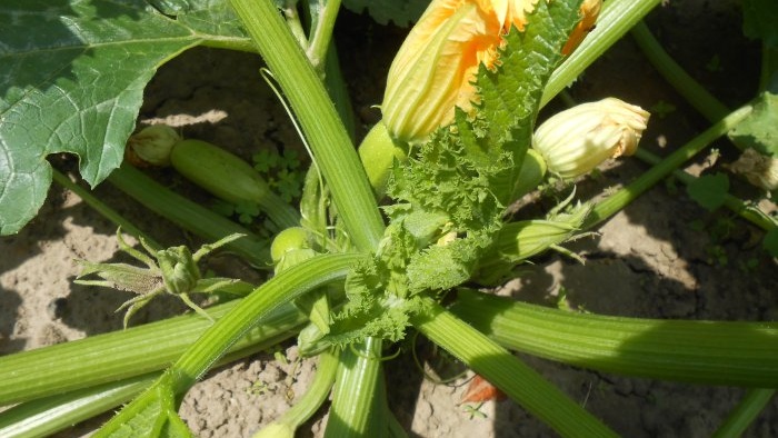 Tre ragioni per il calo della resa delle zucchine