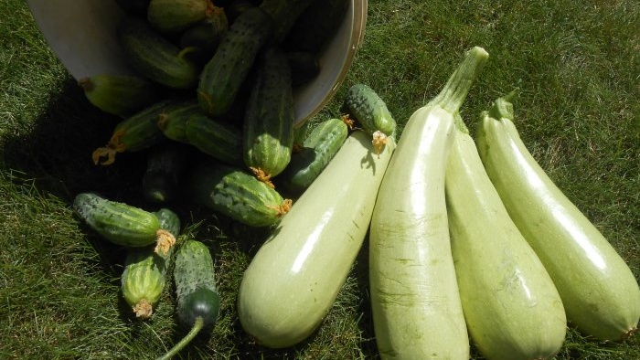 Three reasons for the decline in zucchini yields