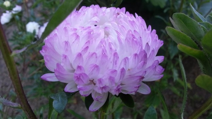 Rudens sodo top 7 ryškios gėlės, žydinčios rugsėjį