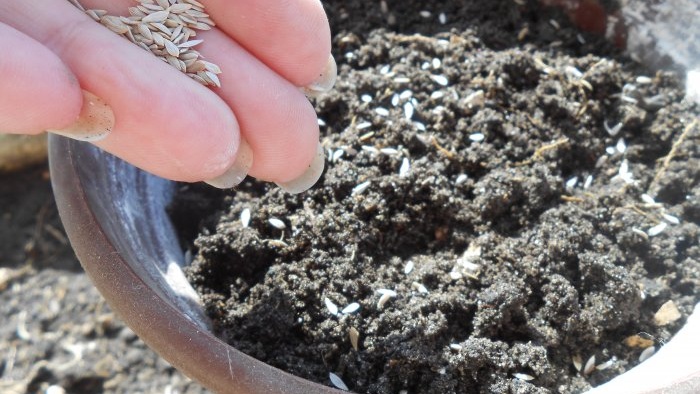 Cómo conservar la germinación de semillas de hortalizas y flores en casa.