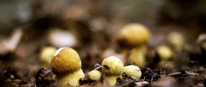 Hvordan ikke forlate skogen uten sopp Råd fra en profesjonell mykolog