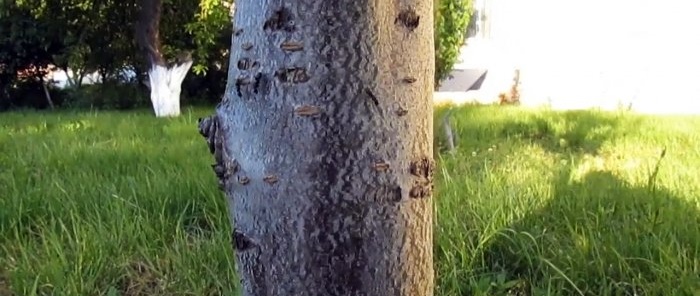 Olcsó módja a hangyák és levéltetvek elleni küzdelemnek a fákon