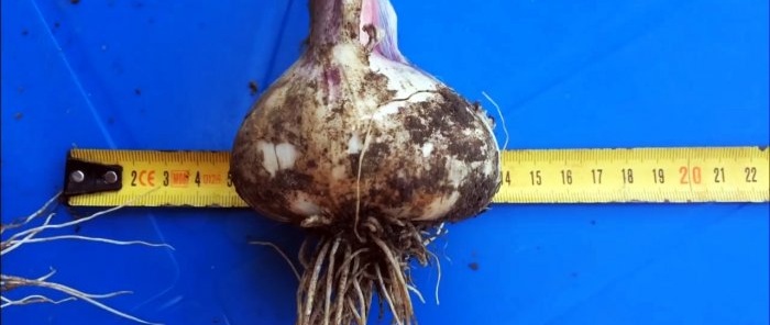 I grow garlic as big as a fist and share my secret