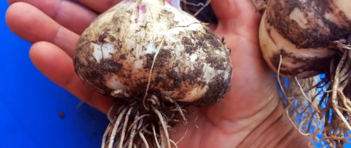 I grow garlic as big as a fist and share my secret