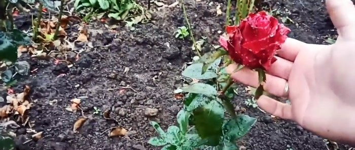 Како сећи руже у великим количинама у јесен Метода за лење