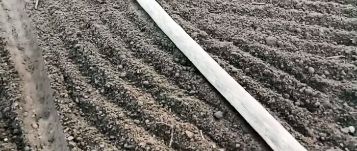 Semua helah dan kehalusan menanam bawang putih sebelum musim sejuk dari A hingga Z