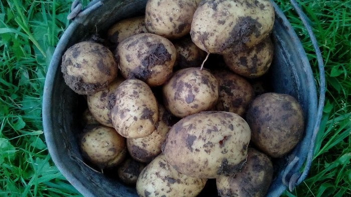 Kā iegūt agrīnu kartupeļu ražu