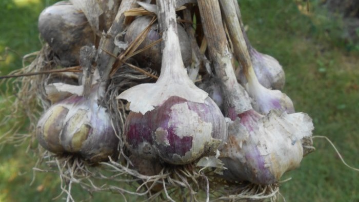 Storing garlic in ash in cold and warm ways