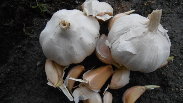 Materiale di semina di alta qualità per ottenere un abbondante raccolto di aglio invernale