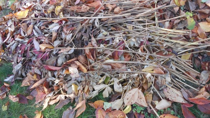 Korrekt sanitär beskärning av trädgården och varför det är användbart att göra det på hösten