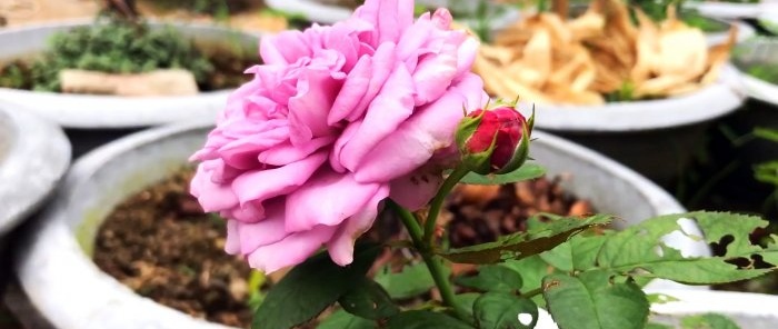 Hvordan danne roselag med sterke røtter på en ny måte på bare 1 måned