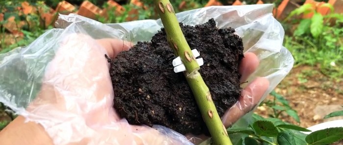 Cum să formezi stratificații de trandafiri cu rădăcini puternice într-un mod nou în doar 1 lună