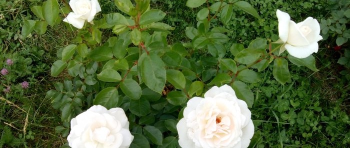 Įdomus būdas sodinti rožes Sibire