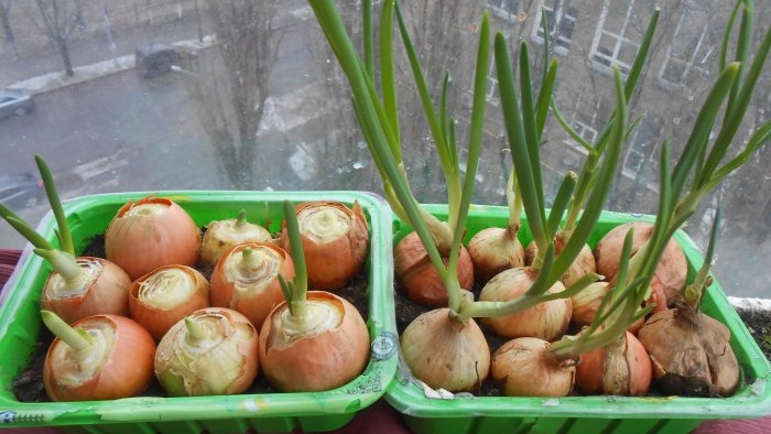 Comment cultiver des oignons verts à la maison : tous les conseils et recommandations éprouvées
