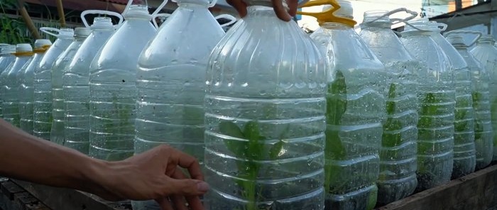 Comment utiliser des bouteilles PET pour cultiver une réserve d'épinards pour toute l'année en un mois et demi