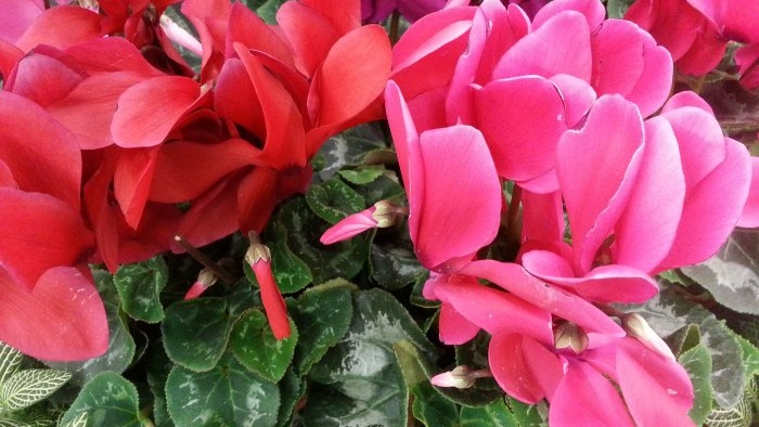 Az 5 legjobb szokatlan módja a tealevél felhasználásának a beltéri és kerti növények gondozásában