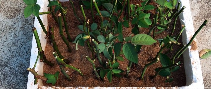 Den enkleste måten å massivt forplante roser Råd fra en profesjonell gartner