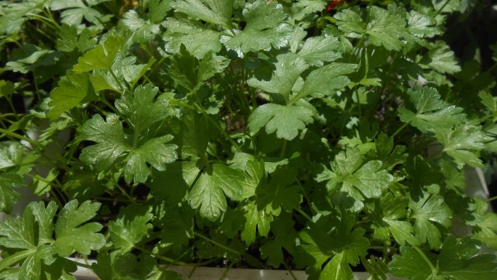 How to grow parsley on a windowsill in winter and summer Step-by-step photo instructions with secrets