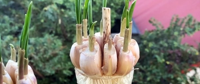 How to quickly and easily root garlic using a PET bottle