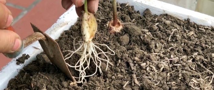 Cum să înrădăcinați rapid și ușor usturoiul folosind o sticlă PET