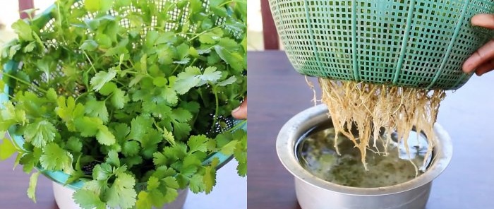 Jednoduchý způsob, jak hydroponicky pěstovat koriandr na parapetu